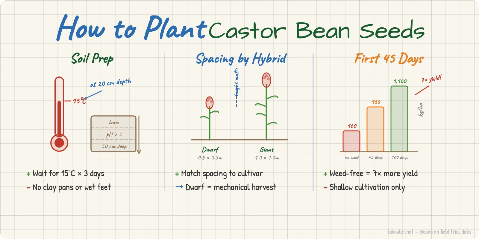 Infographic showing three pillars of castor bean planting: soil prep at 15°C, spacing by hybrid type, and weed-free first 45 days