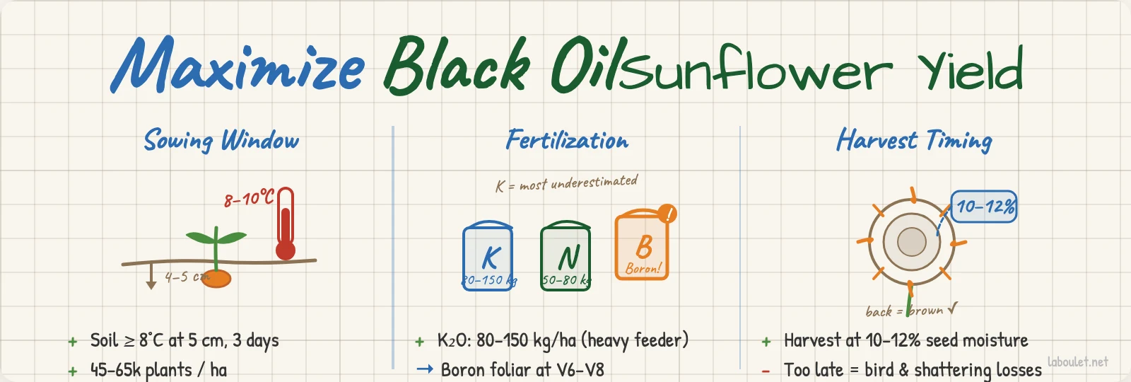 Infographic summarising the three pillars of black oil sunflower yield maximisation: sowing window and plant population, fertilisation with K and Boron, and harvest at 10–12% moisture